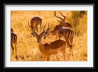Close-up of Impala, Kruger National Park, South Africa Fine Art Print