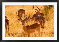 Close-up of Impala, Kruger National Park, South Africa Fine Art Print