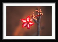 Colorful Close-up of a Flower, Kruger National Park, South Africa Fine Art Print