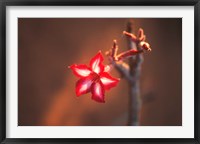 Colorful Close-up of a Flower, Kruger National Park, South Africa Fine Art Print