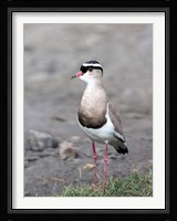Africa, Tanzania, Serengeti. Crowned Lapwing. Fine Art Print