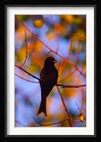 Fork-Tailed Drongo, Botswana Fine Art Print