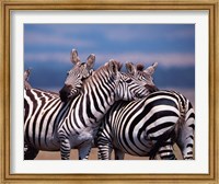 Group of Zebras, Masai Mara, Kenya Fine Art Print