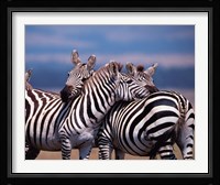 Group of Zebras, Masai Mara, Kenya Fine Art Print