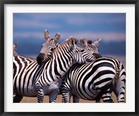 Group of Zebras, Masai Mara, Kenya Fine Art Print