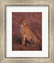 Cheetah sitting, Masai Mara, Kenya Fine Art Print