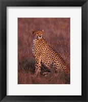Cheetah sitting, Masai Mara, Kenya Fine Art Print