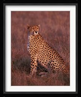 Cheetah sitting, Masai Mara, Kenya Fine Art Print