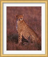 Cheetah sitting, Masai Mara, Kenya Fine Art Print