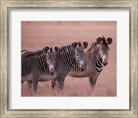Grevy's Zebra, Masai Mara, Kenya Fine Art Print