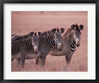Grevy's Zebra, Masai Mara, Kenya Fine Art Print