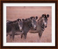 Grevy's Zebra, Masai Mara, Kenya Fine Art Print