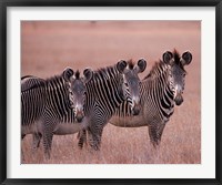 Grevy's Zebra, Masai Mara, Kenya Fine Art Print