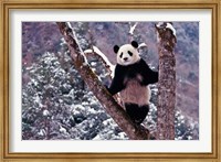 Giant Panda Standing on Tree, Wolong, Sichuan, China Fine Art Print