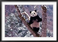 Giant Panda Standing on Tree, Wolong, Sichuan, China Fine Art Print