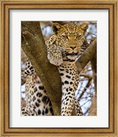 Africa. Tanzania. Leopard in tree at Serengeti NP Fine Art Print