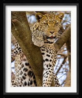 Africa. Tanzania. Leopard in tree at Serengeti NP Fine Art Print