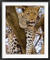 Africa. Tanzania. Leopard in tree at Serengeti NP Fine Art Print