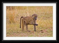 Baboons near the bush in the Maasai Mara, Kenya Fine Art Print