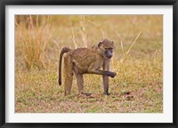 Baboons near the bush in the Maasai Mara, Kenya Fine Art Print