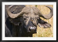 Cape Buffalo with a Yellow-Billed Oxpecker, Kenya Fine Art Print