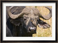 Cape Buffalo with a Yellow-Billed Oxpecker, Kenya Fine Art Print