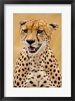 Cheetah in the Brush, Maasai Mara, Kenya Fine Art Print