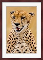 Cheetah in the Brush, Maasai Mara, Kenya Fine Art Print