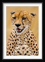 Cheetah in the Brush, Maasai Mara, Kenya Fine Art Print