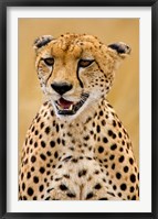 Cheetah in the Brush, Maasai Mara, Kenya Fine Art Print