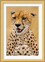 Cheetah in the Brush, Maasai Mara, Kenya Fine Art Print