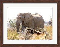 African Elephant and Zebra at Namutoni Resort, Namibia Fine Art Print