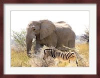 African Elephant and Zebra at Namutoni Resort, Namibia Fine Art Print