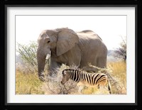 African Elephant and Zebra at Namutoni Resort, Namibia Fine Art Print