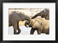 African Elephants at Halali Resort, Namibia Fine Art Print