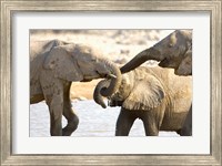 African Elephants at Halali Resort, Namibia Fine Art Print