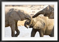 African Elephants at Halali Resort, Namibia Fine Art Print