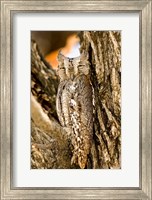 African Scops Owl in Tree, Namibia Fine Art Print