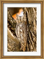 African Scops Owl in Tree, Namibia Fine Art Print