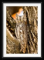 African Scops Owl in Tree, Namibia Fine Art Print