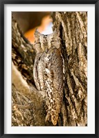 African Scops Owl in Tree, Namibia Fine Art Print