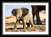 Baby African Elephant in Mud, Namibia Fine Art Print