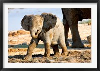 Baby African Elephant in Mud, Namibia Fine Art Print