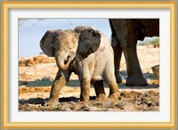 Baby African Elephant in Mud, Namibia Fine Art Print