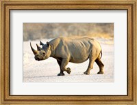 Black Rhinoceros, Namibia Fine Art Print