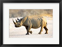 Black Rhinoceros, Namibia Fine Art Print