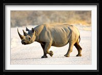 Black Rhinoceros, Namibia Fine Art Print