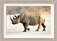 Black Rhinoceros, Namibia Fine Art Print