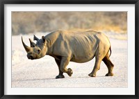 Black Rhinoceros, Namibia Fine Art Print