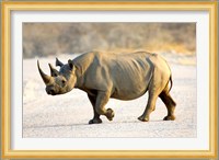 Black Rhinoceros, Namibia Fine Art Print